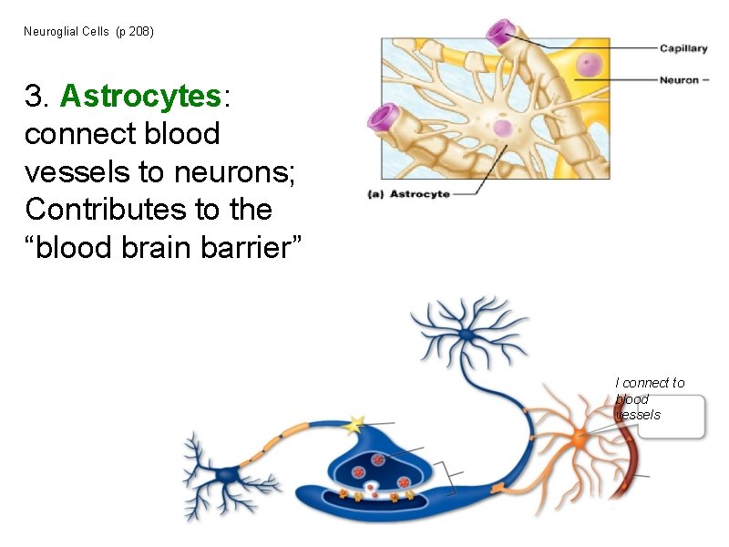 Neuroglial Cells (p 208) 3. Astrocytes: connect blood vessels to neurons; Contributes to the