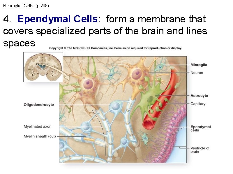 Neuroglial Cells (p 208) 4. Ependymal Cells: form a membrane that covers specialized parts