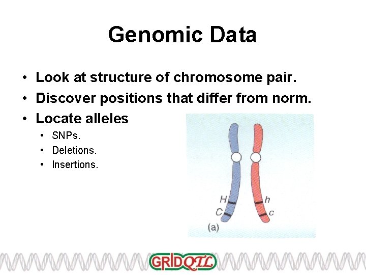 Genomic Data • Look at structure of chromosome pair. • Discover positions that differ