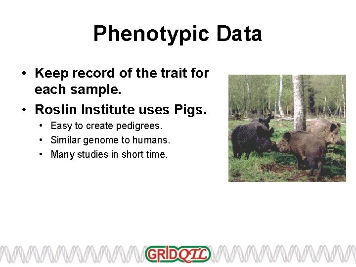 Phenotypic Data • Keep record of the trait for each sample. • Roslin Institute