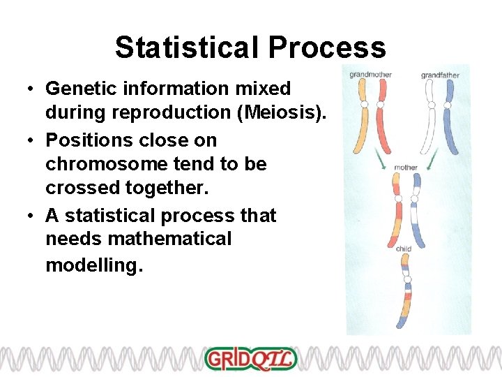 Statistical Process • Genetic information mixed during reproduction (Meiosis). • Positions close on chromosome