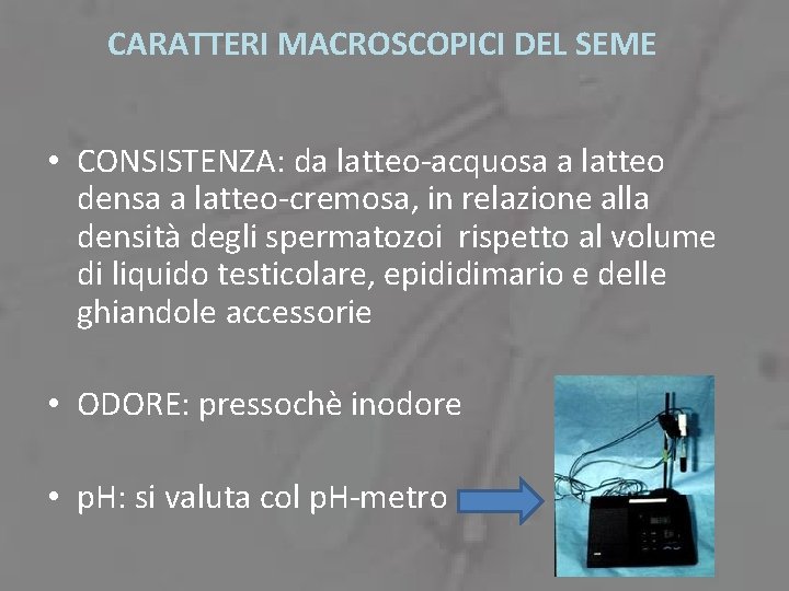 CARATTERI MACROSCOPICI DEL SEME • CONSISTENZA: da latteo-acquosa a latteo densa a latteo-cremosa, in