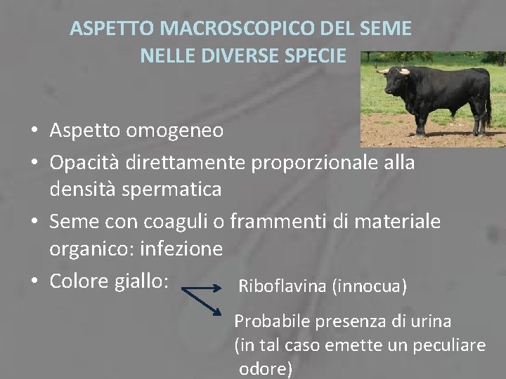 ASPETTO MACROSCOPICO DEL SEME NELLE DIVERSE SPECIE • Aspetto omogeneo • Opacità direttamente proporzionale