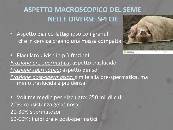 ASPETTO MACROSCOPICO DEL SEME NELLE DIVERSE SPECIE • Aspetto bianco-lattiginoso con granuli che in