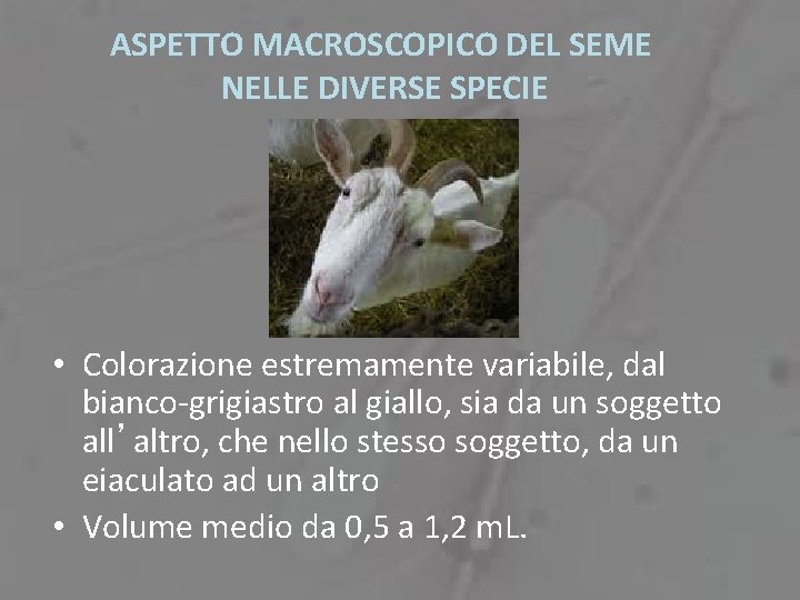 ASPETTO MACROSCOPICO DEL SEME NELLE DIVERSE SPECIE • Colorazione estremamente variabile, dal bianco-grigiastro al