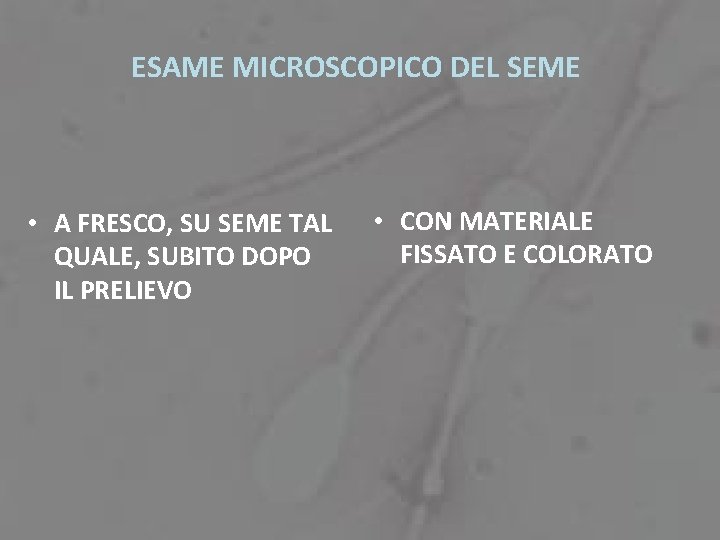 ESAME MICROSCOPICO DEL SEME • A FRESCO, SU SEME TAL QUALE, SUBITO DOPO IL