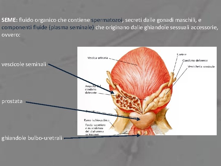 SEME: fluido organico che contiene spermatozoi, secreti dalle gonadi maschili, e componenti fluide (plasma