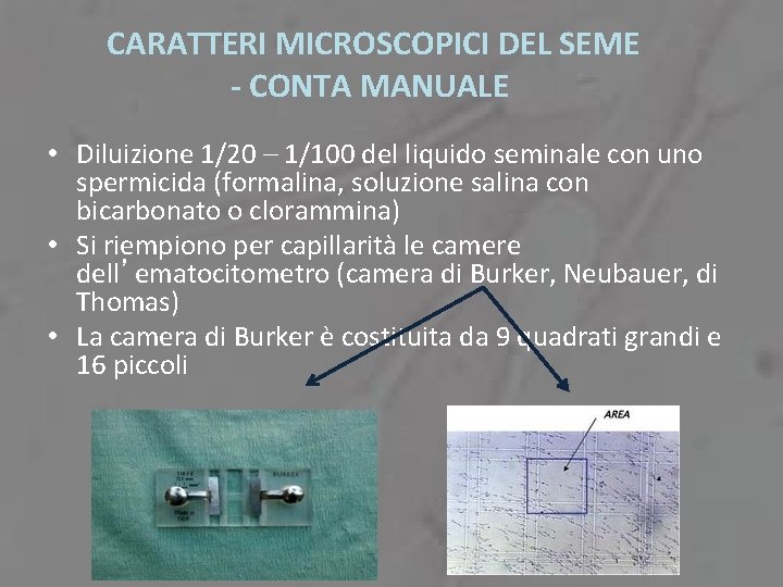 CARATTERI MICROSCOPICI DEL SEME - CONTA MANUALE • Diluizione 1/20 – 1/100 del liquido