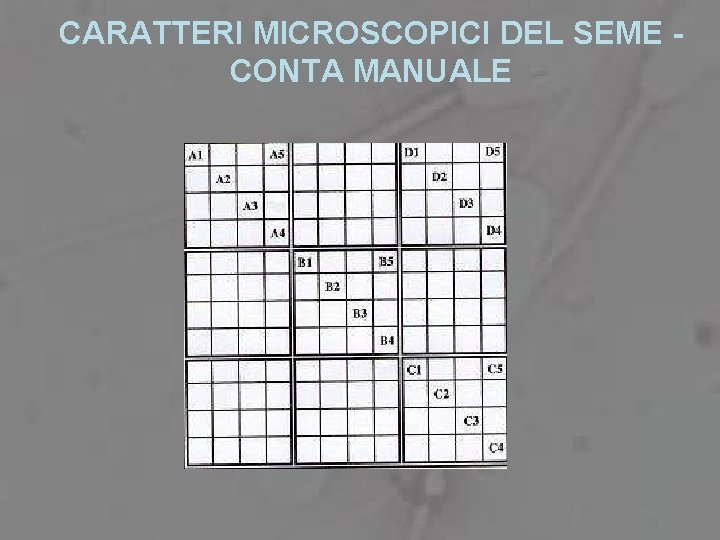 CARATTERI MICROSCOPICI DEL SEME CONTA MANUALE 