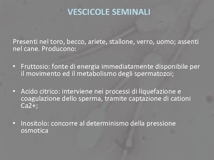 VESCICOLE SEMINALI Presenti nel toro, becco, ariete, stallone, verro, uomo; assenti nel cane. Producono: