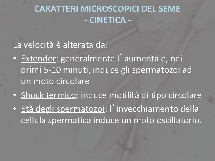 CARATTERI MICROSCOPICI DEL SEME - CINETICA La velocità è alterata da: • Extender: generalmente