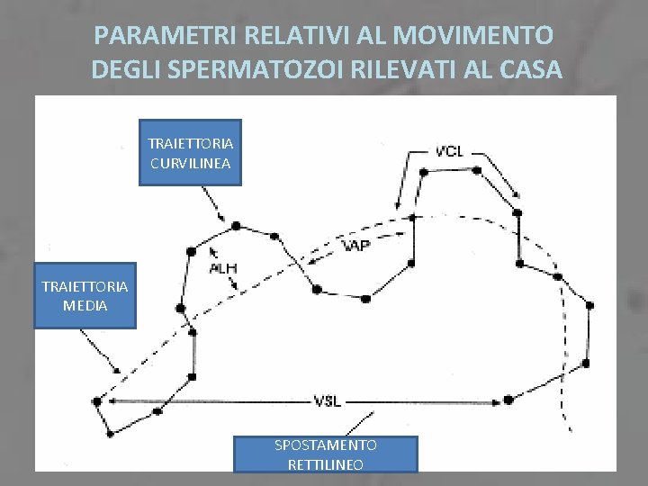 PARAMETRI RELATIVI AL MOVIMENTO DEGLI SPERMATOZOI RILEVATI AL CASA TRAIETTORIA CURVILINEA TRAIETTORIA MEDIA SPOSTAMENTO