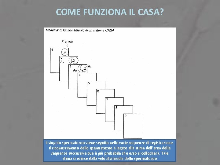 COME FUNZIONA IL CASA? Il singolo spermatozoo viene seguito nelle varie sequenze di registrazione.