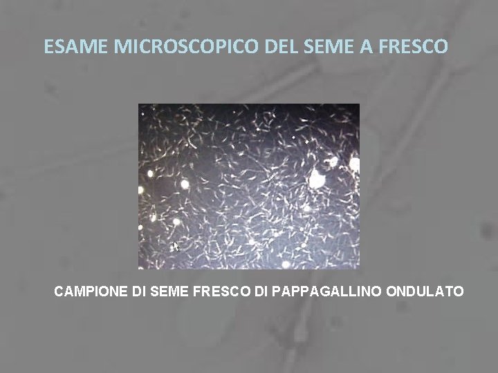 ESAME MICROSCOPICO DEL SEME A FRESCO CAMPIONE DI SEME FRESCO DI PAPPAGALLINO ONDULATO 