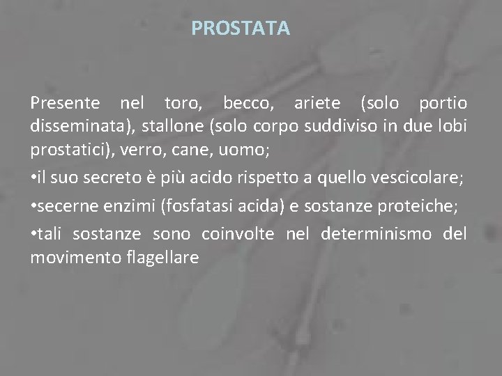 PROSTATA Presente nel toro, becco, ariete (solo portio disseminata), stallone (solo corpo suddiviso in