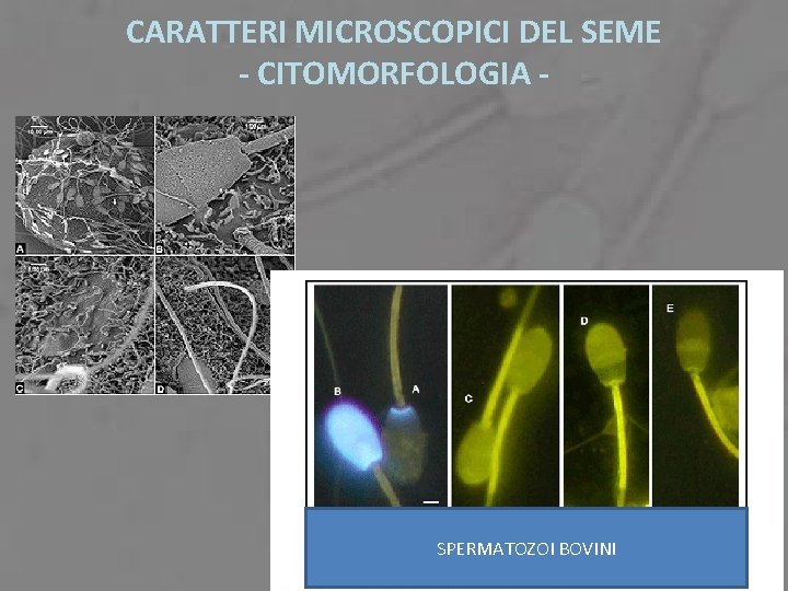 CARATTERI MICROSCOPICI DEL SEME - CITOMORFOLOGIA - SPERMATOZOI BOVINI 