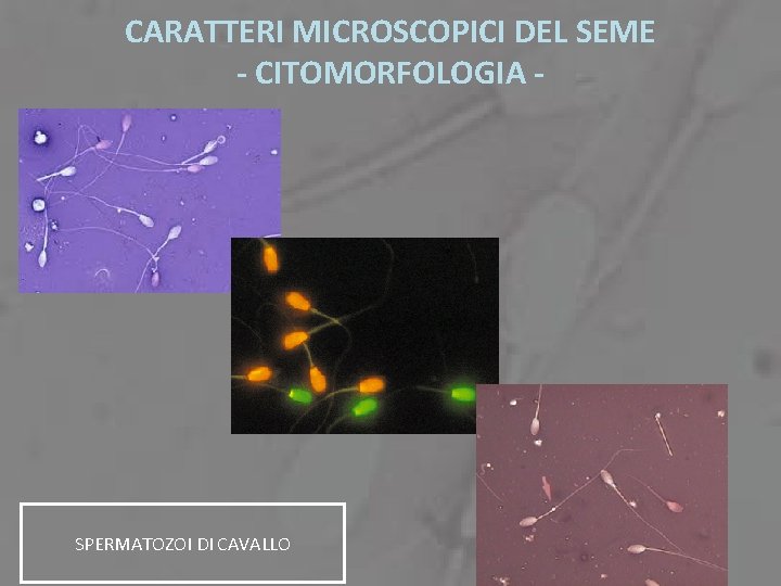 CARATTERI MICROSCOPICI DEL SEME - CITOMORFOLOGIA - SPERMATOZOI DI CAVALLO 