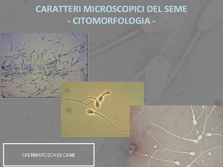 CARATTERI MICROSCOPICI DEL SEME - CITOMORFOLOGIA - SPERMATOZOI DI CANE 