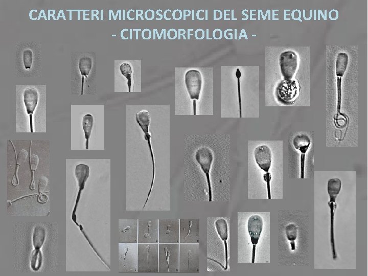 CARATTERI MICROSCOPICI DEL SEME EQUINO - CITOMORFOLOGIA - g. lacalandra -2003 44 