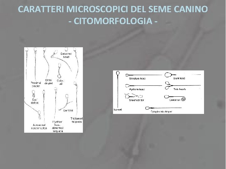 CARATTERI MICROSCOPICI DEL SEME CANINO - CITOMORFOLOGIA - 