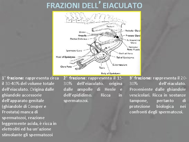 FRAZIONI DELL’EIACULATO 1° frazione: rappresenta circa il 30 -40% del volume totale dell’eiaculato. Origina