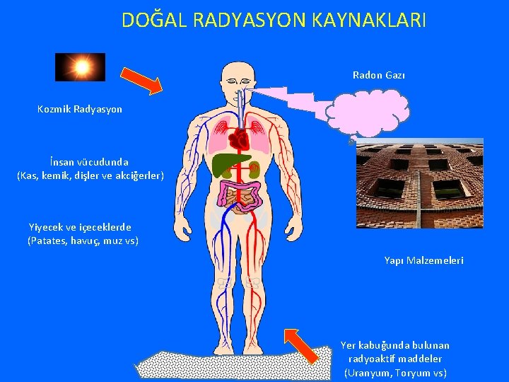 DOĞAL RADYASYON KAYNAKLARI Radon Gazı Kozmik Radyasyon İnsan vücudunda (Kas, kemik, dişler ve akciğerler)