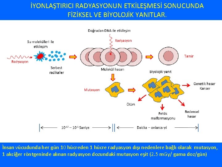 İYONLAŞTIRICI RADYASYONUN ETKİLEŞMESİ SONUCUNDA FİZİKSEL VE BİYOLOJİK YANITLAR. İnsan vücudunda her gün 10 hücreden