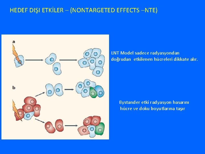 HEDEF DIŞI ETKİLER – (NONTARGETED EFFECTS –NTE) LNT Model sadece radyasyondan doğrudan etkilenen hücreleri