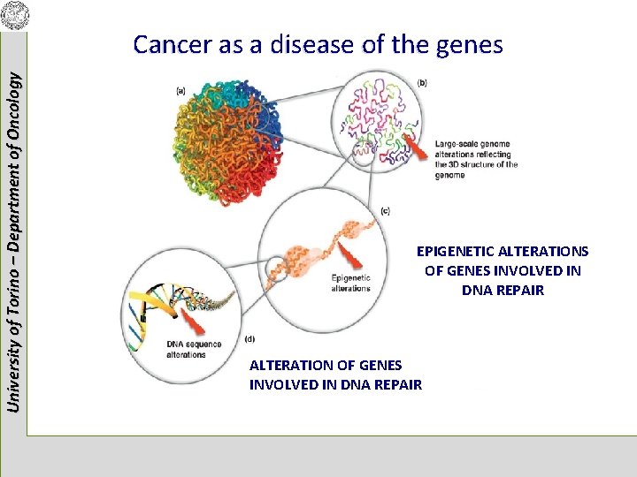 University of Torino – Department of Oncology Cancer as a disease of the genes