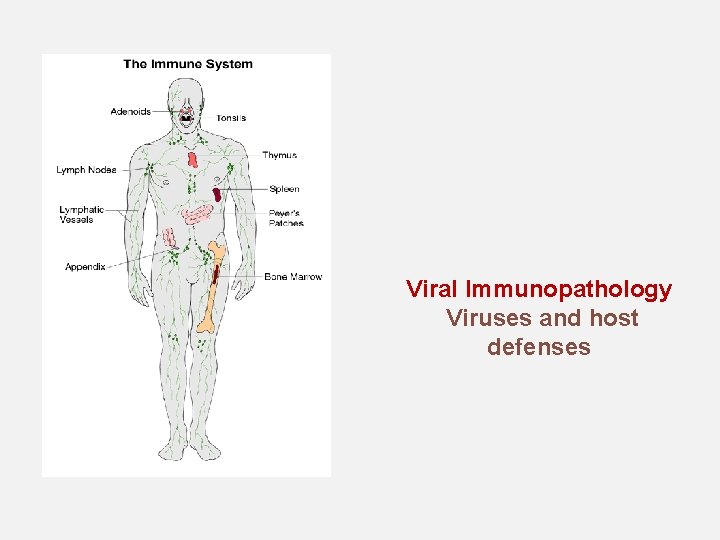 Viral Immunopathology Viruses and host defenses 