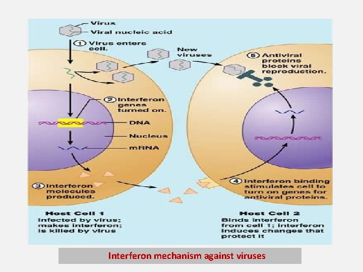 Interferon mechanism against viruses 