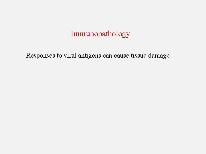 Immunopathology Responses to viral antigens can cause tissue damage 