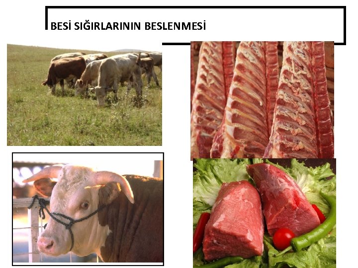 BESİ SIĞIRLARININ BESLENMESİ 