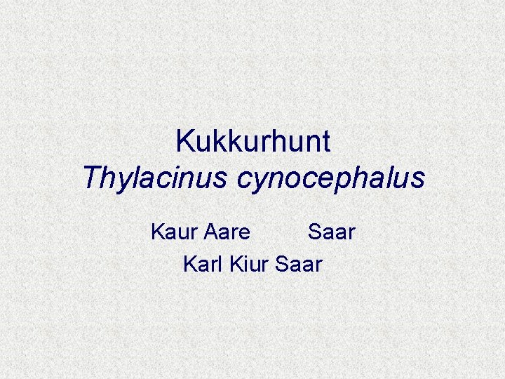 Kukkurhunt Thylacinus cynocephalus Kaur Aare Saar Karl Kiur Saar 