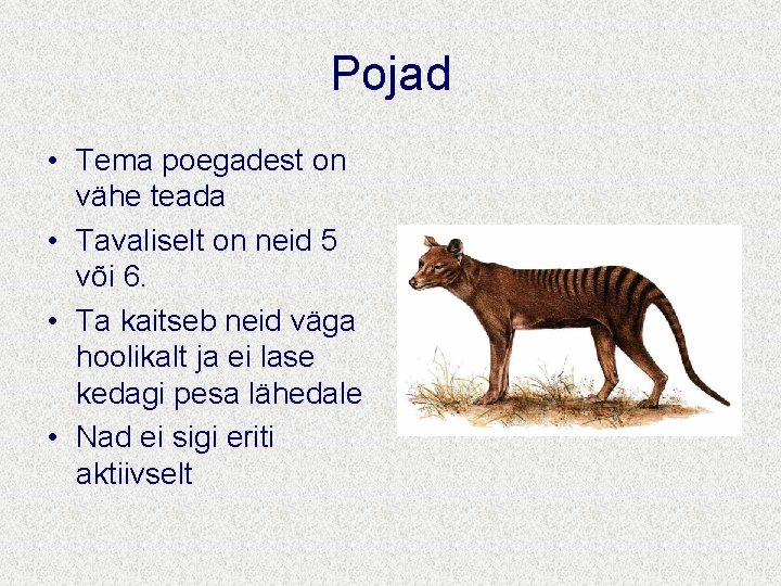 Pojad • Tema poegadest on vähe teada • Tavaliselt on neid 5 või 6.