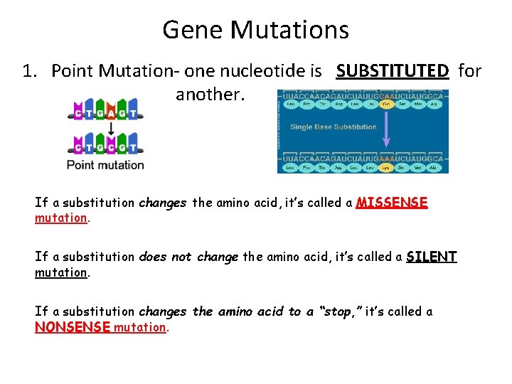 Gene Mutations 1. Point Mutation- one nucleotide is SUBSTITUTED for another. If a substitution