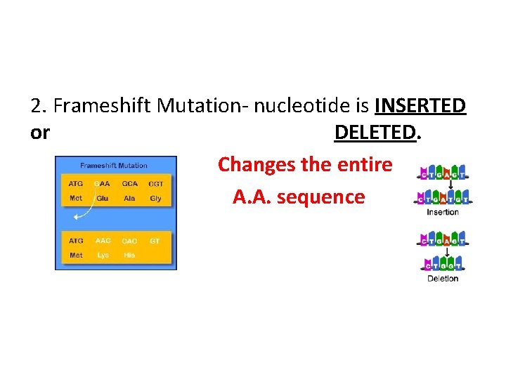 2. Frameshift Mutation- nucleotide is INSERTED or DELETED. Changes the entire A. A. sequence