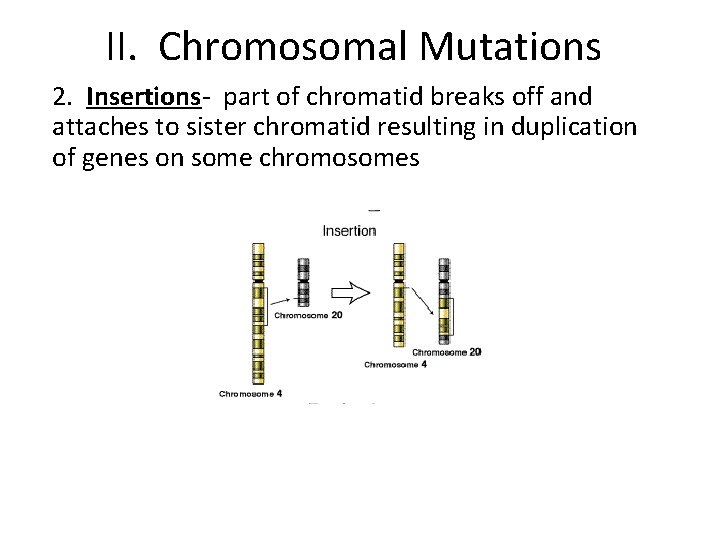 II. Chromosomal Mutations 2. Insertions- part of chromatid breaks off and attaches to sister
