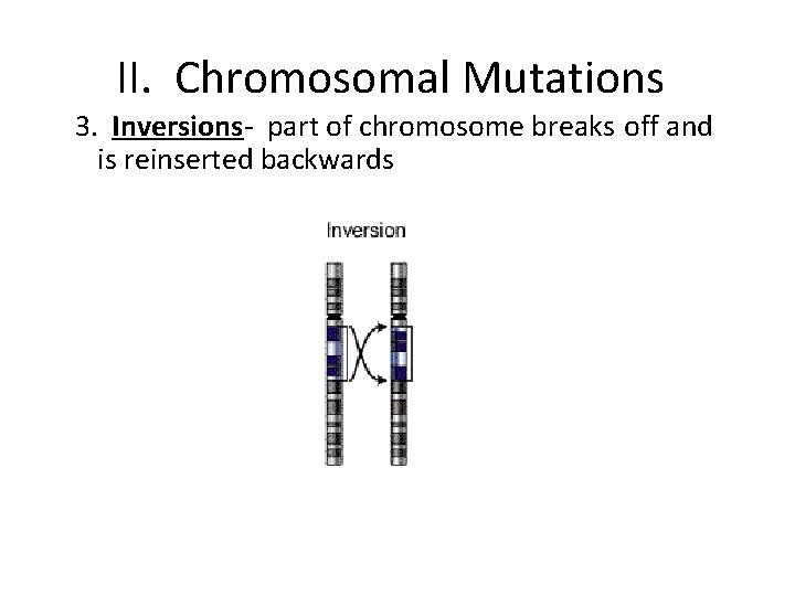 II. Chromosomal Mutations 3. Inversions- part of chromosome breaks off and is reinserted backwards