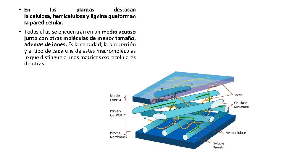  • En las plantas destacan la celulosa, hemicelulosa y lignina queforman la pared