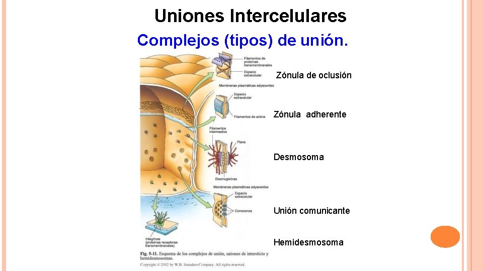 Uniones Intercelulares Complejos (tipos) de unión. Zónula de oclusión Zónula adherente Desmosoma Unión comunicante
