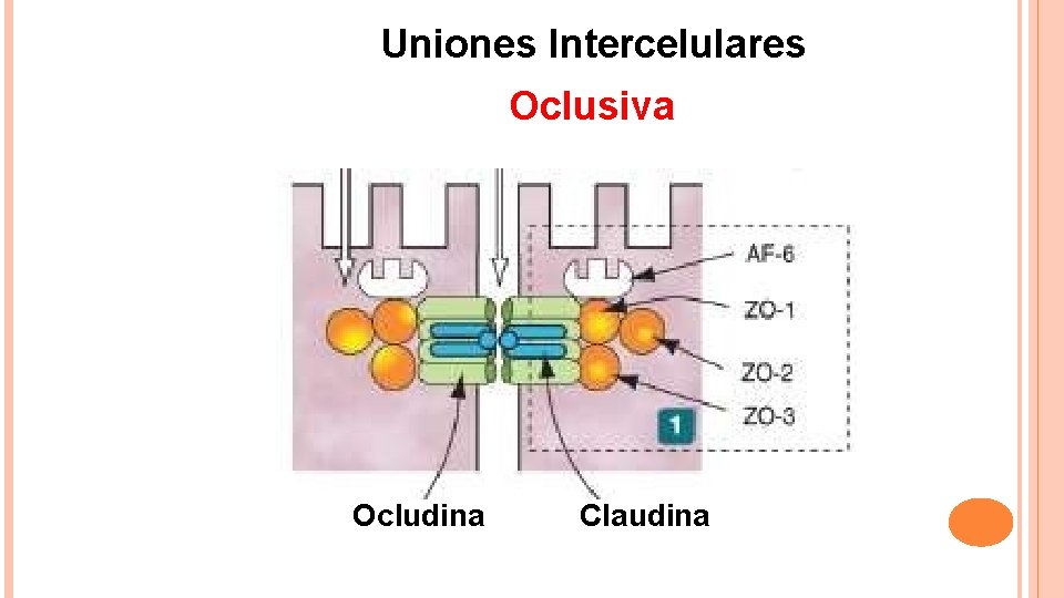 Uniones Intercelulares Oclusiva Ocludina Claudina 