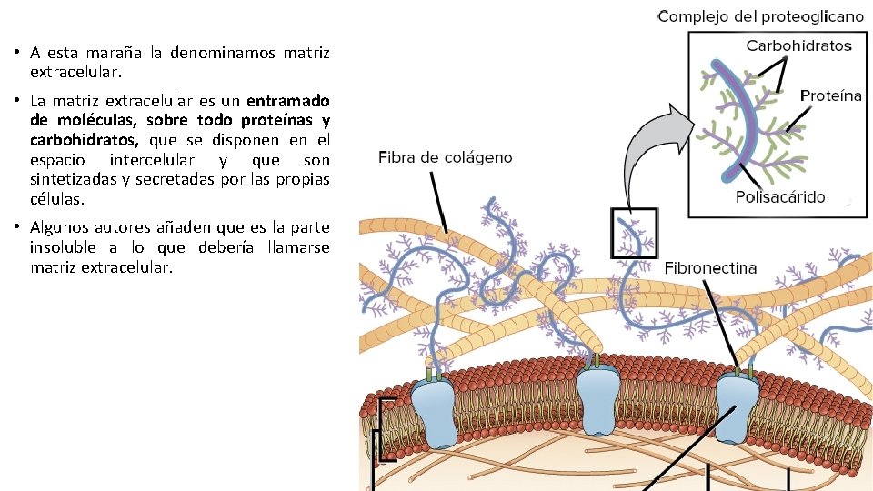  • A esta maraña la denominamos matriz extracelular. • La matriz extracelular es