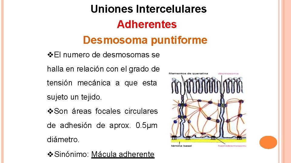 Uniones Intercelulares Adherentes Desmosoma puntiforme El numero de desmosomas se halla en relación con