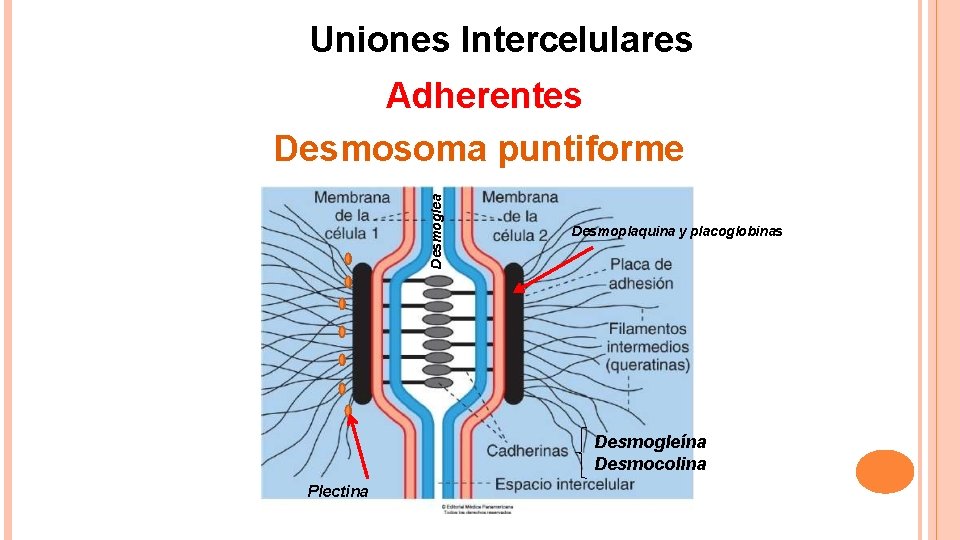 Uniones Intercelulares Desmoglea Adherentes Desmosoma puntiforme Desmoplaquina y placoglobinas Desmogleína Desmocolina Plectina 