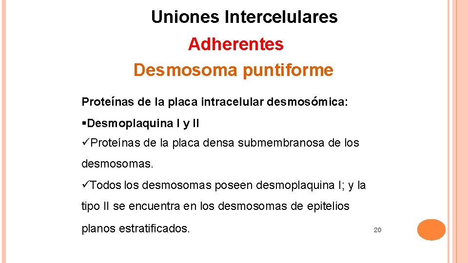 Uniones Intercelulares Adherentes Desmosoma puntiforme Proteínas de la placa intracelular desmosómica: Desmoplaquina I y