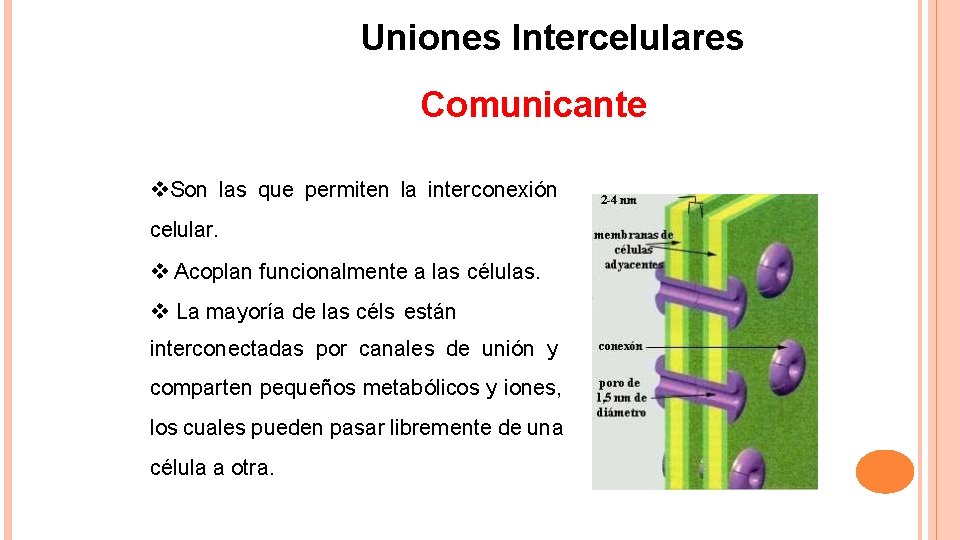 Uniones Intercelulares Comunicante Son las que permiten la interconexión celular. Acoplan funcionalmente a las