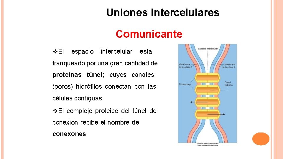 Uniones Intercelulares Comunicante El espacio intercelular esta franqueado por una gran cantidad de proteínas
