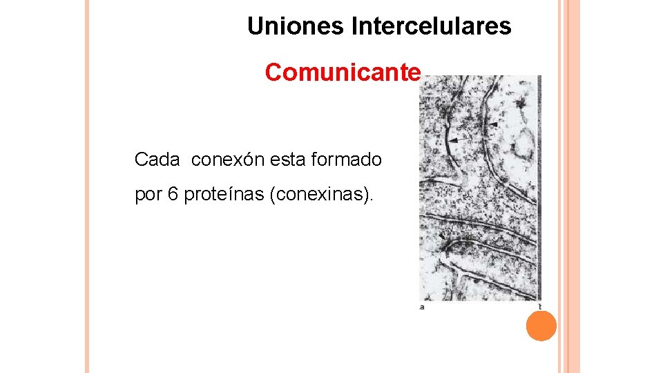 Uniones Intercelulares Comunicante Cada conexón esta formado por 6 proteínas (conexinas). 
