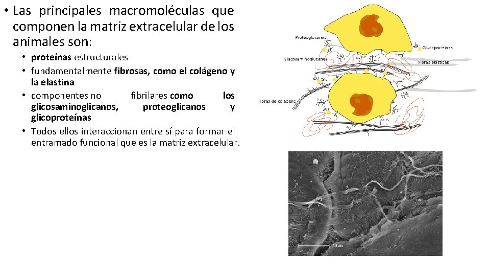  • Las principales macromoléculas que componen la matriz extracelular de los animales son:
